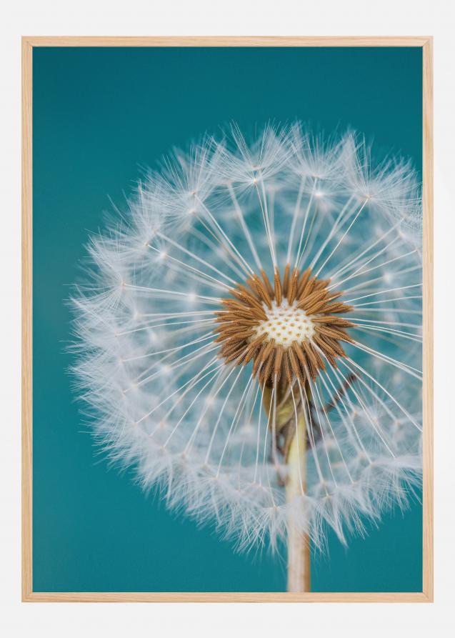 Dandelion Macro Sky Plakat