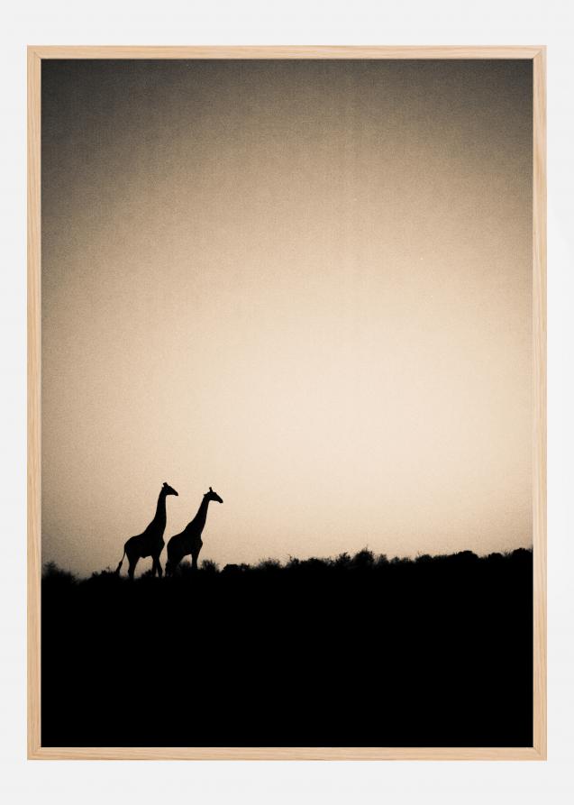 Giraffes Plakat