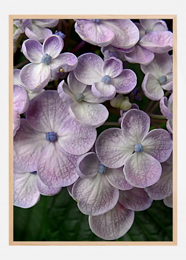 Purple Flower Plakat