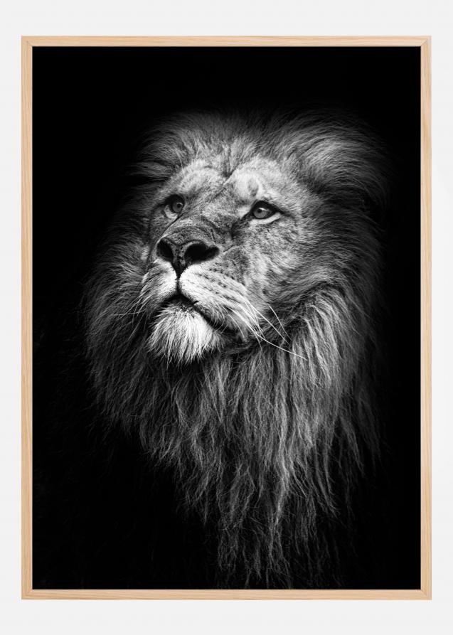 King Of Lions Plakat