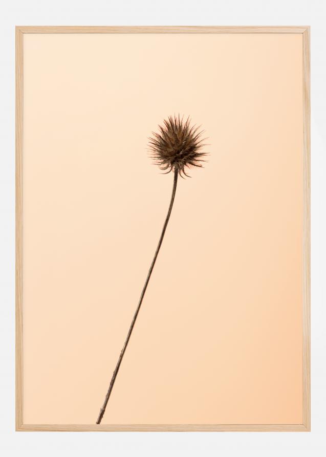 Thistle Peach Plakat