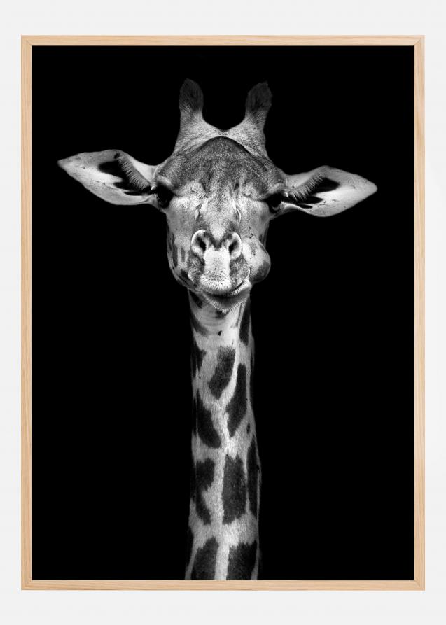 Chewing Giraffe Plakat