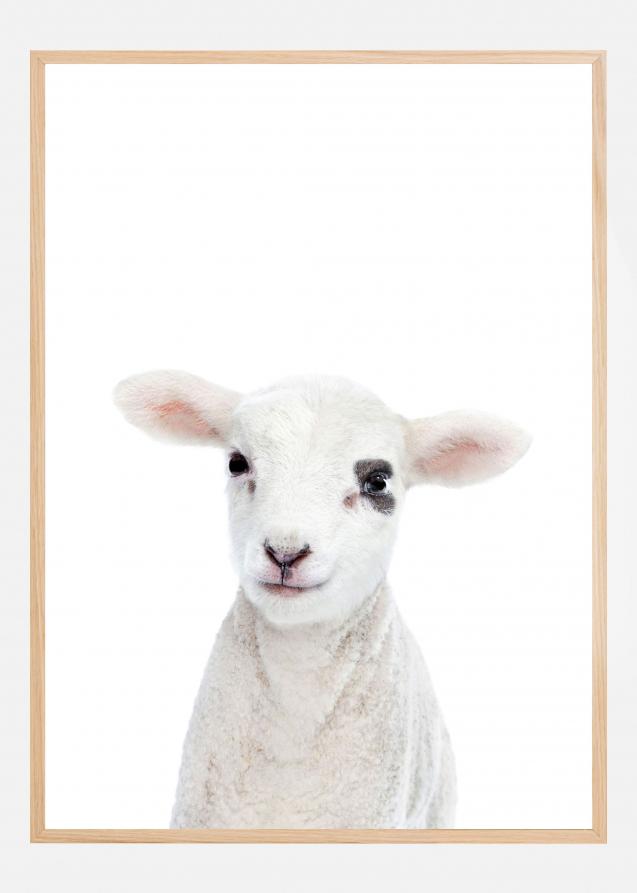 Baby Lamb Plakat