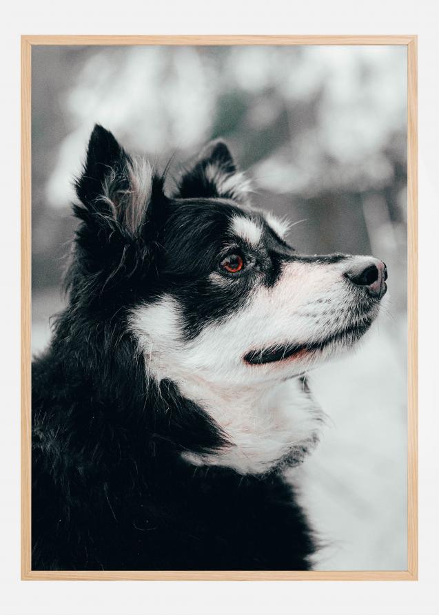 Finnish Lapphund Plakat