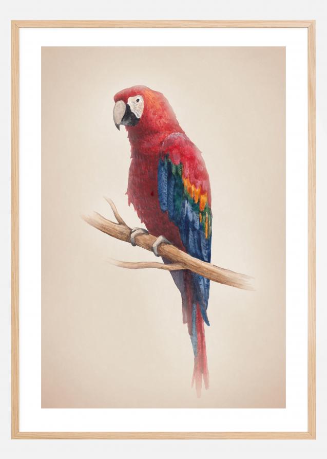 Tropical Parrot Plakat