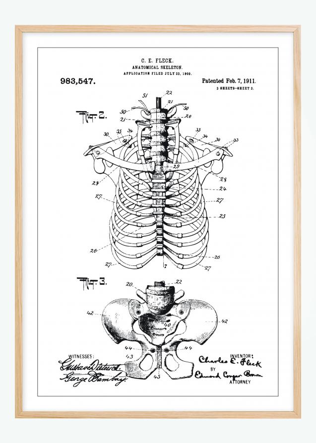 Patenttegning - Anatomisk Skelet II Plakat