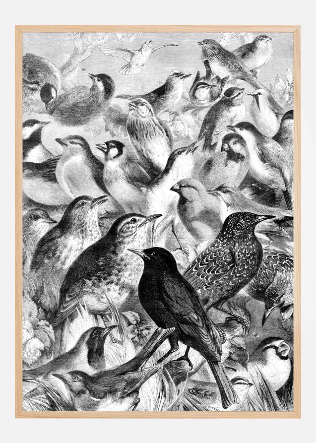 Birds Plakat