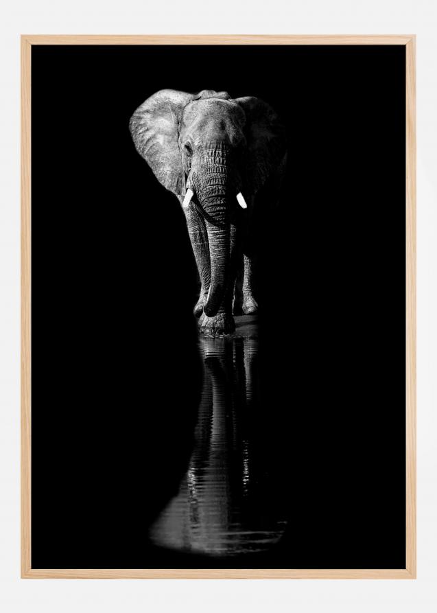 Elephant Plakat