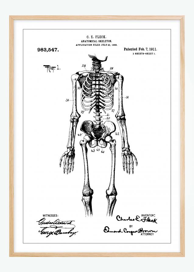 Patenttegning - Anatomisk Skelet I Plakat