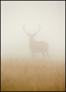 Ghost Stag Plakat