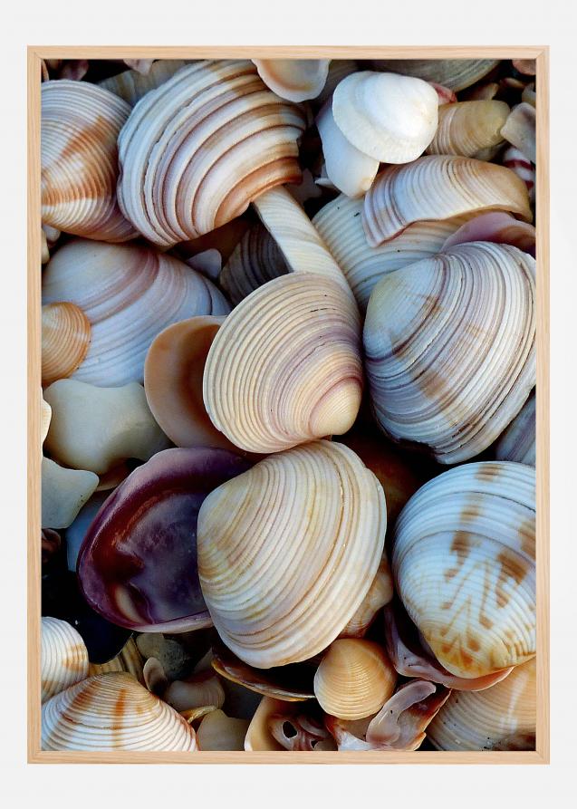 Shells Plakat
