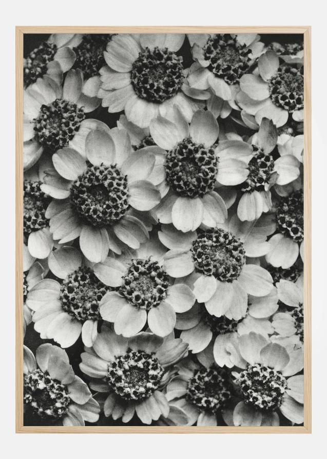 Black And White Flowers Plakat