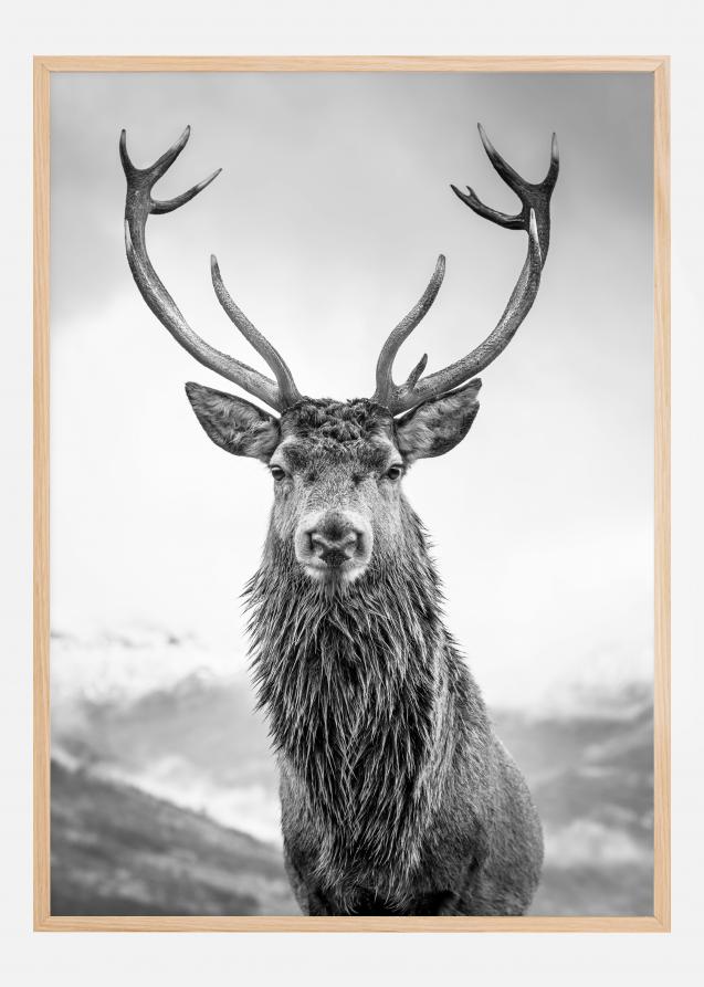 Curious Deer Plakat