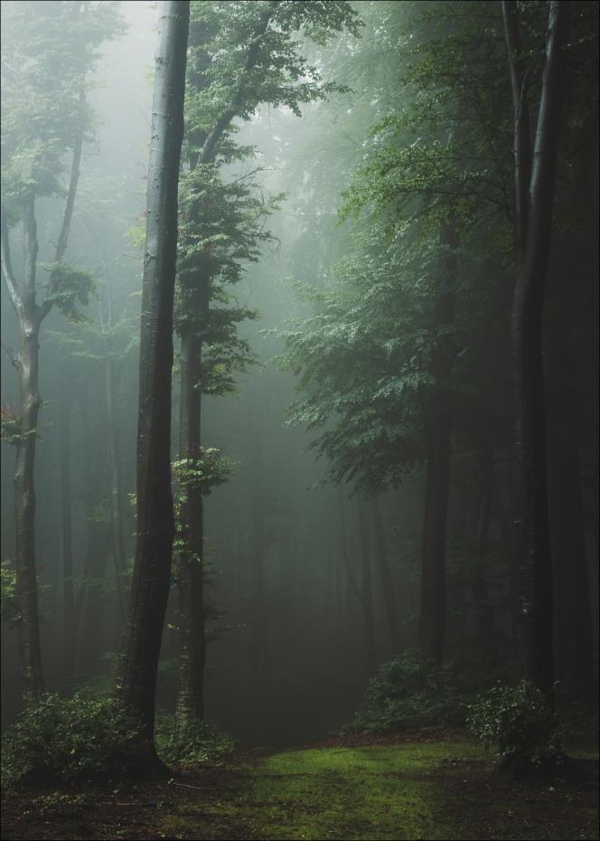 Mysterious forest Plakat