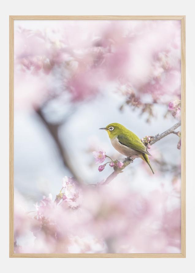 Cherry Blossom color Plakat