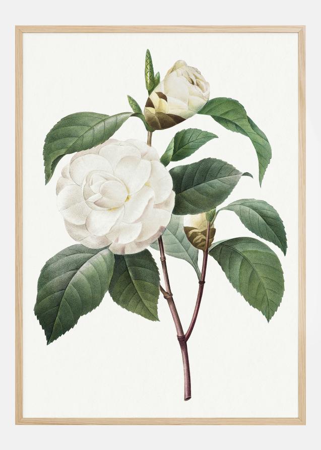 White Rose Plakat
