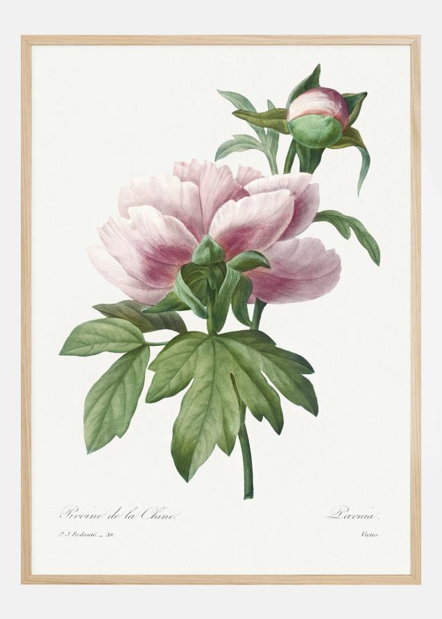 Peony Plakat