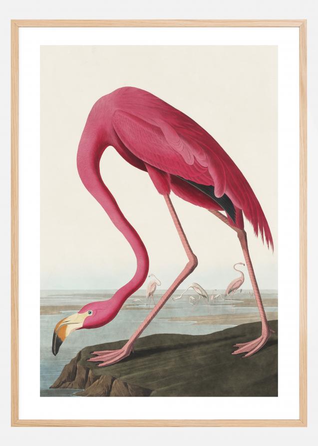 American Flamingo Plakat