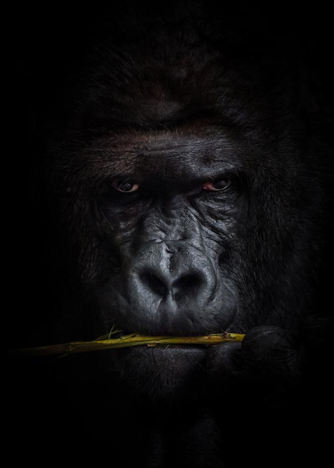 Mysterious gorilla Plakat