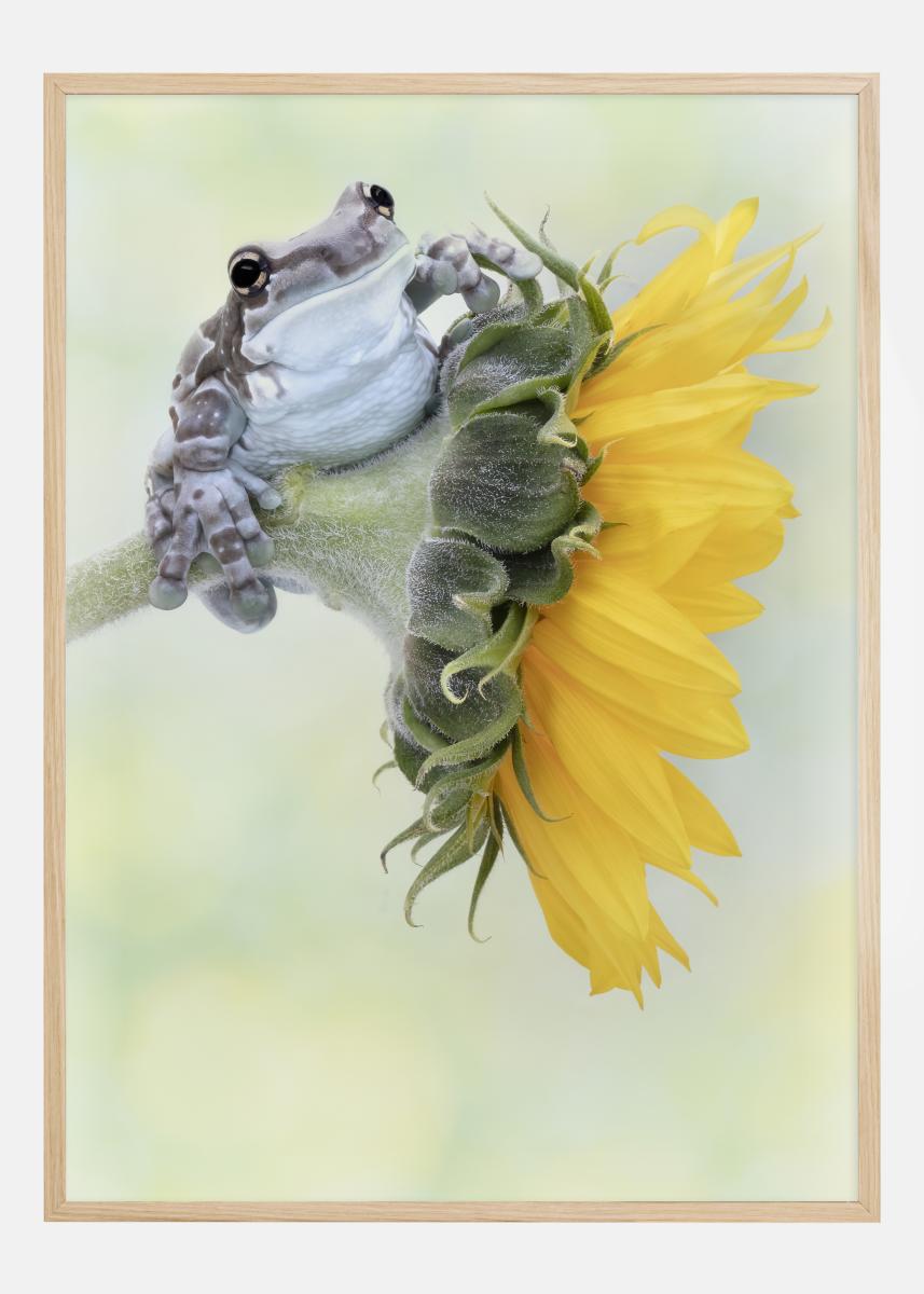 Køb Frog Sunshine Plakat her BGA.DK