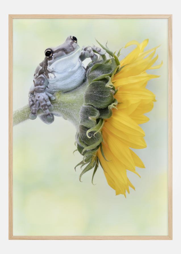 Frog Sunshine Plakat