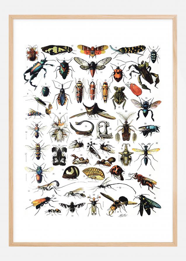 Skole - Insekter I Plakat