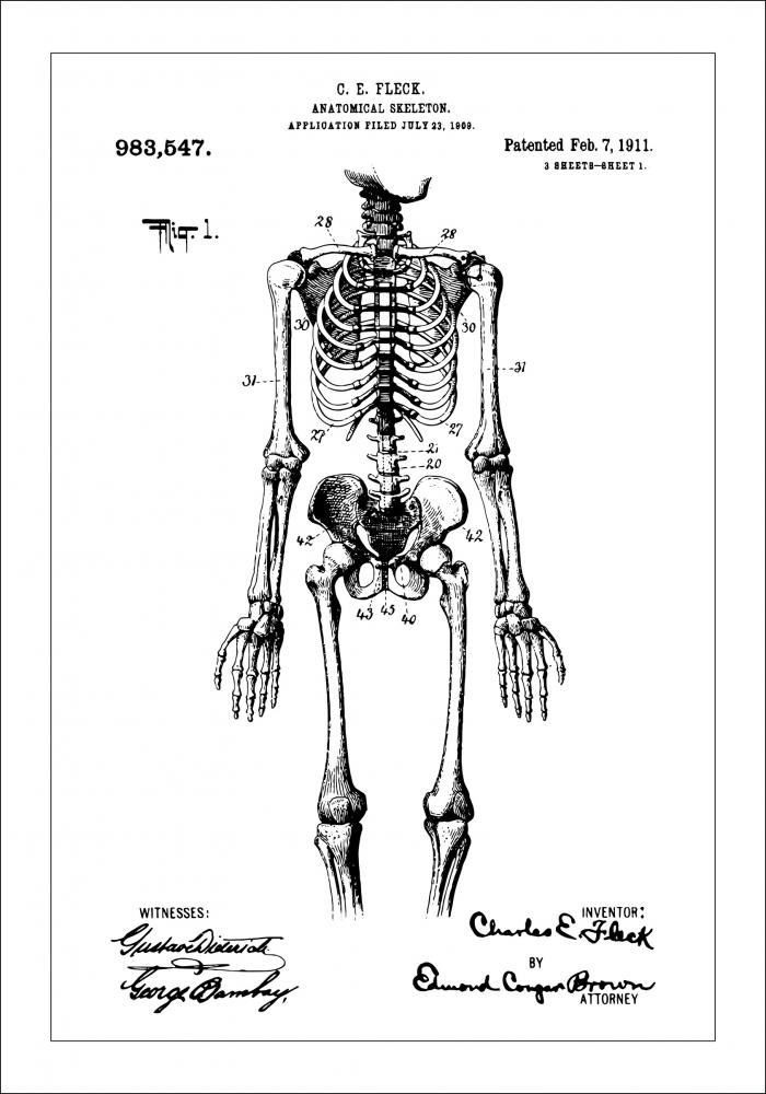 Patenttegning - Anatomisk Skelet I