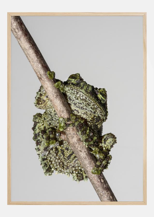 Frog On Tree Plakat