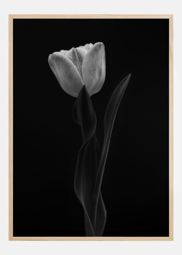Tulip Plakat