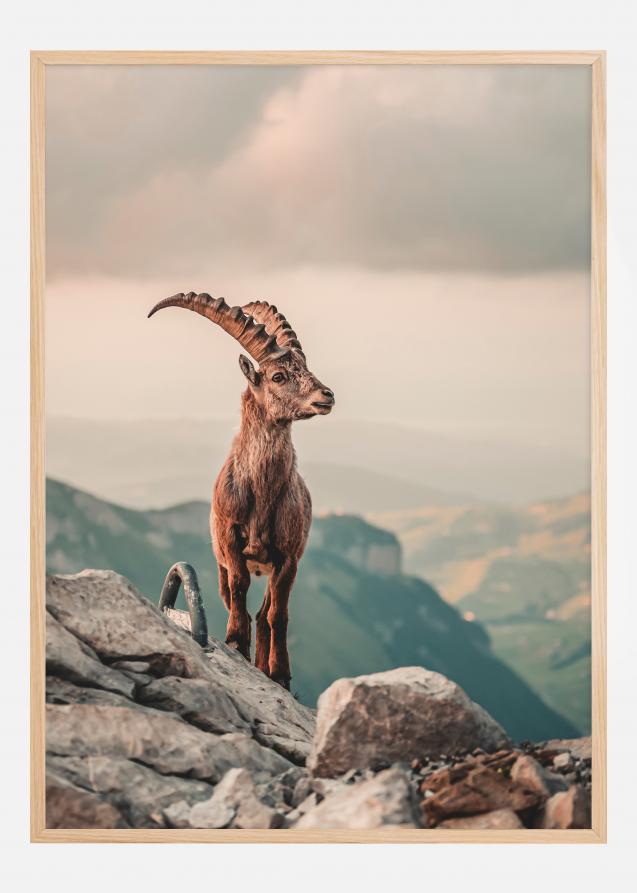 Mountain Goat Plakat