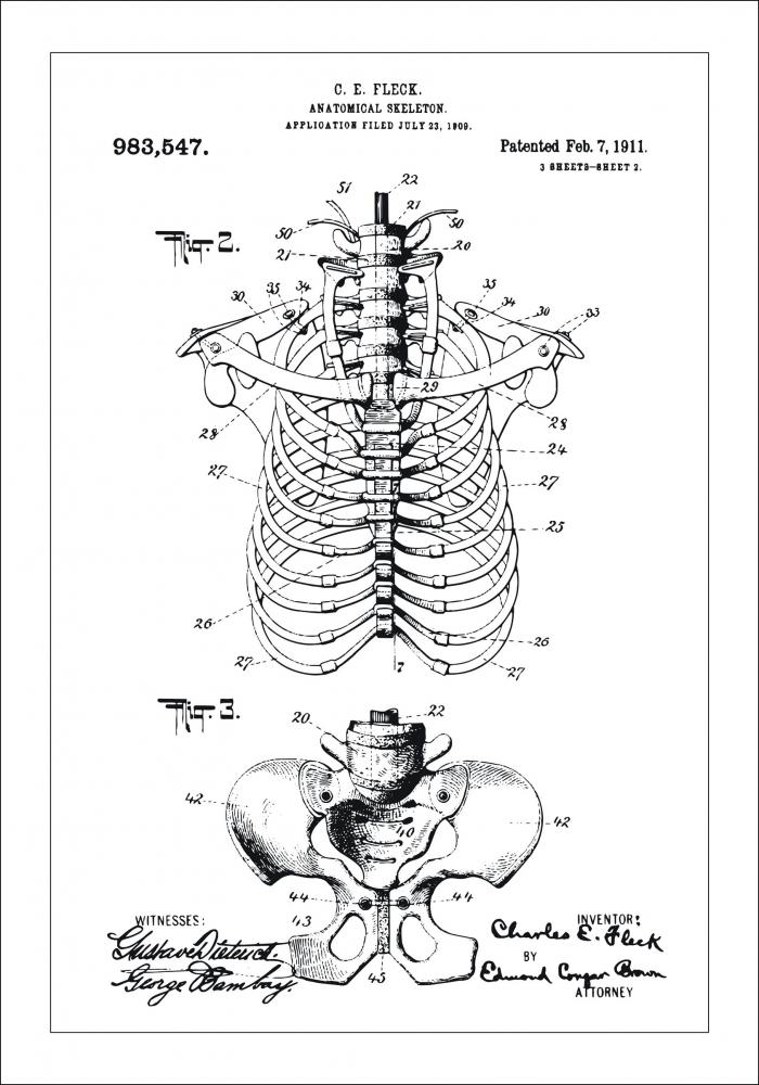 Patenttegning - Anatomisk Skelet II