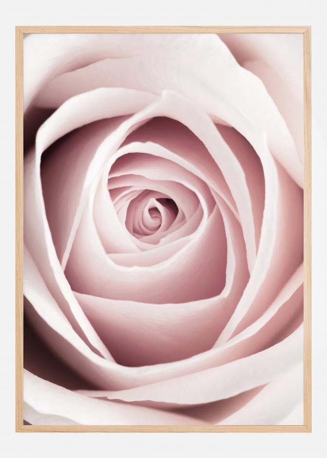 Pink Rose Plakat