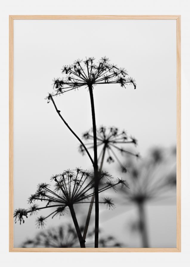 Black And White Flowers Plakat