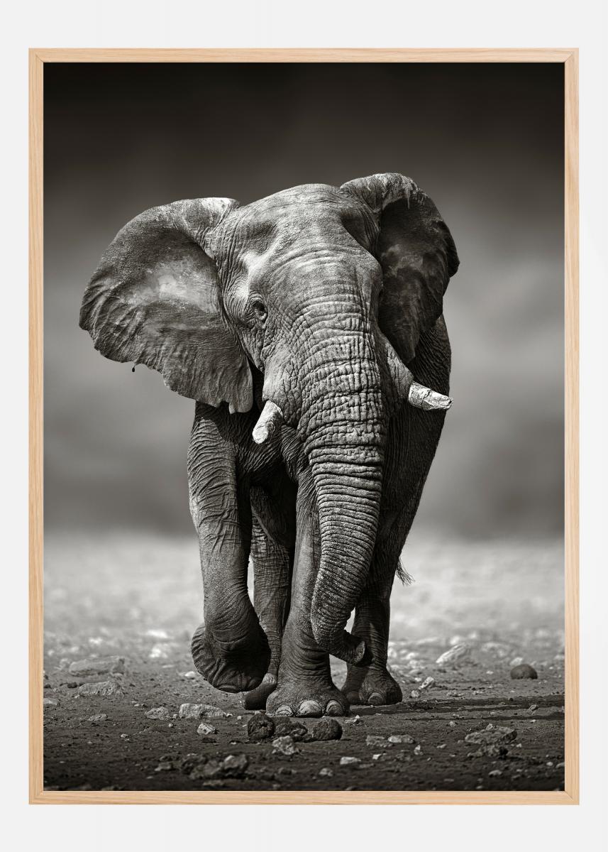 Køb Walking Elephant her -