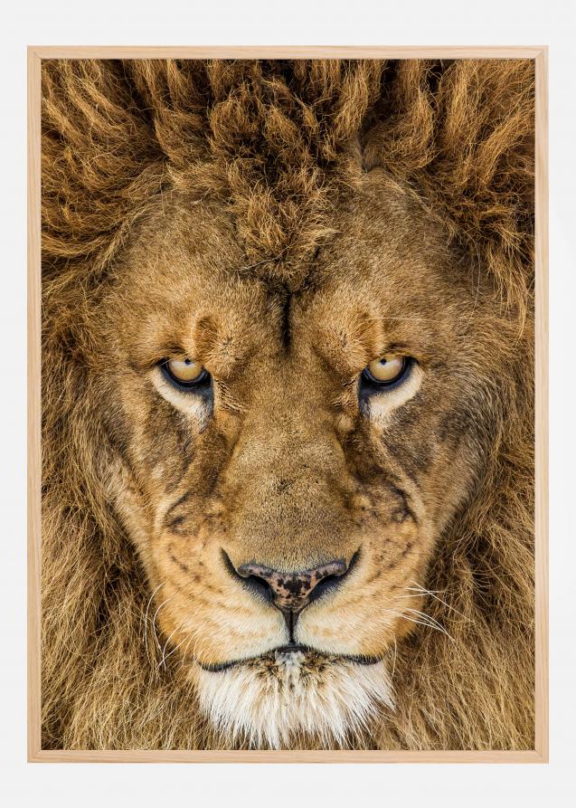 Serious Lion Plakat