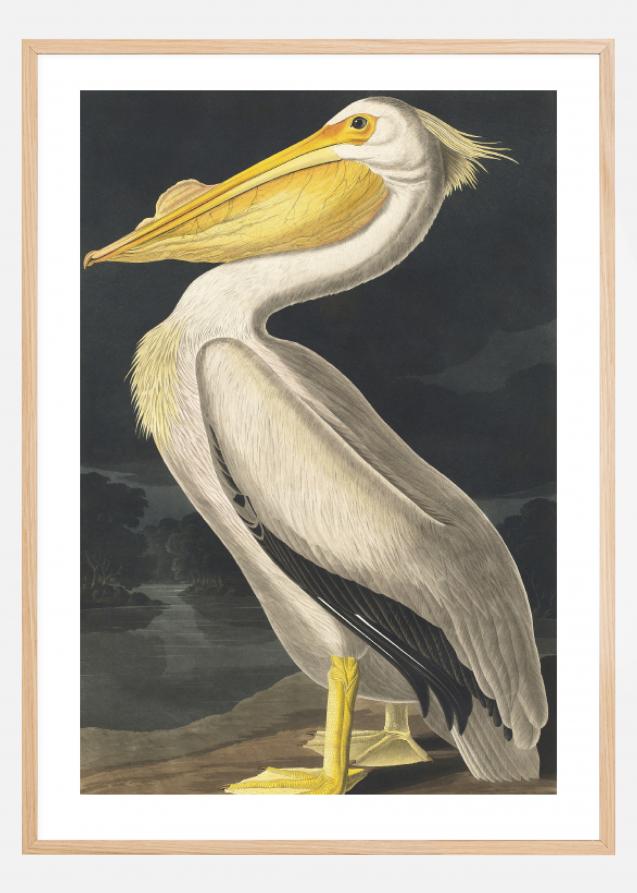 American White Pelican Plakat