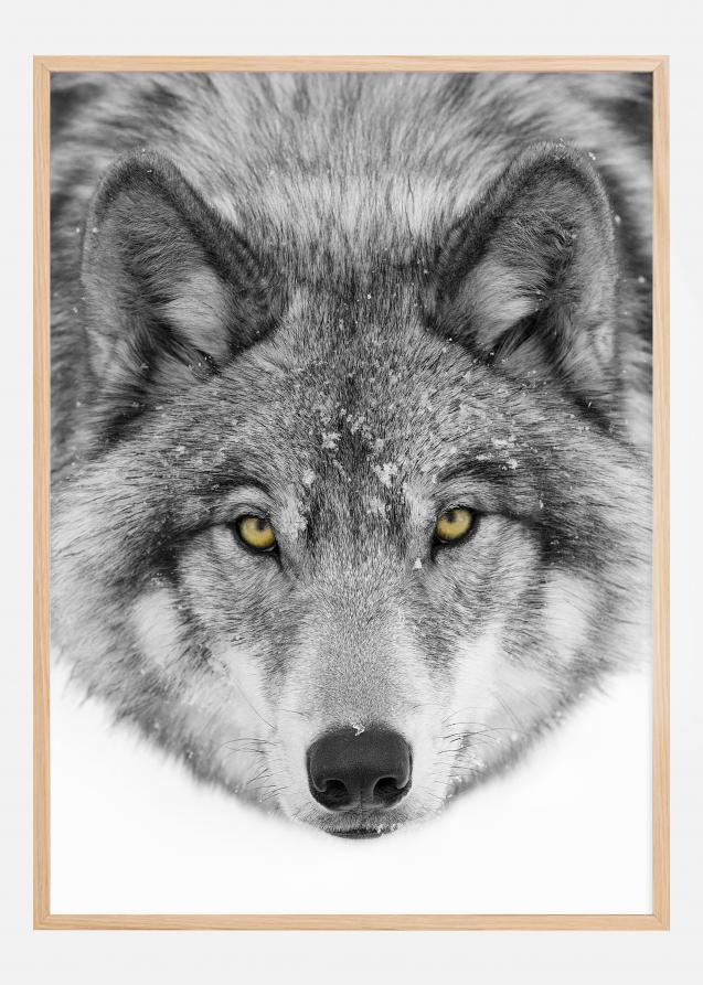 Yellow eyes Timber Wolf Plakat