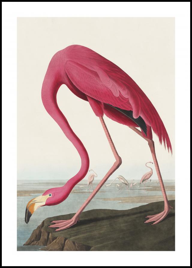 American Flamingo Plakat
