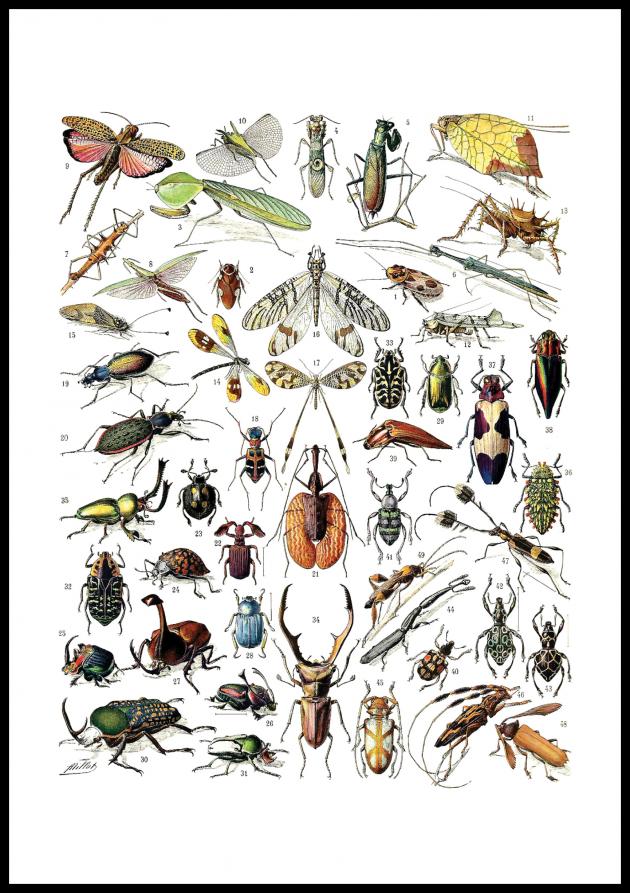 Skole - Insekter II Plakat