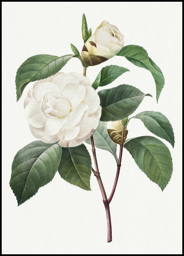 White Rose Plakat