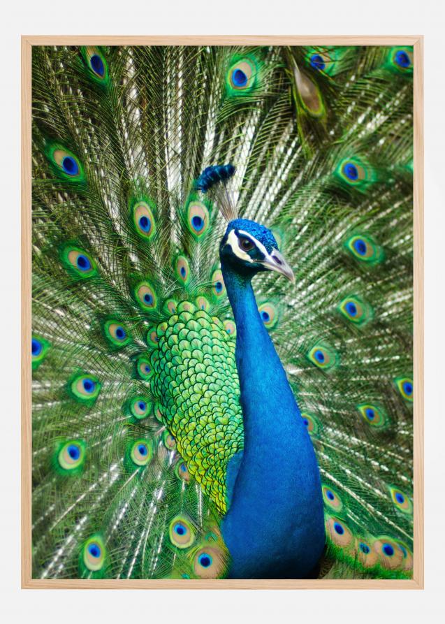 Peacock Plakat