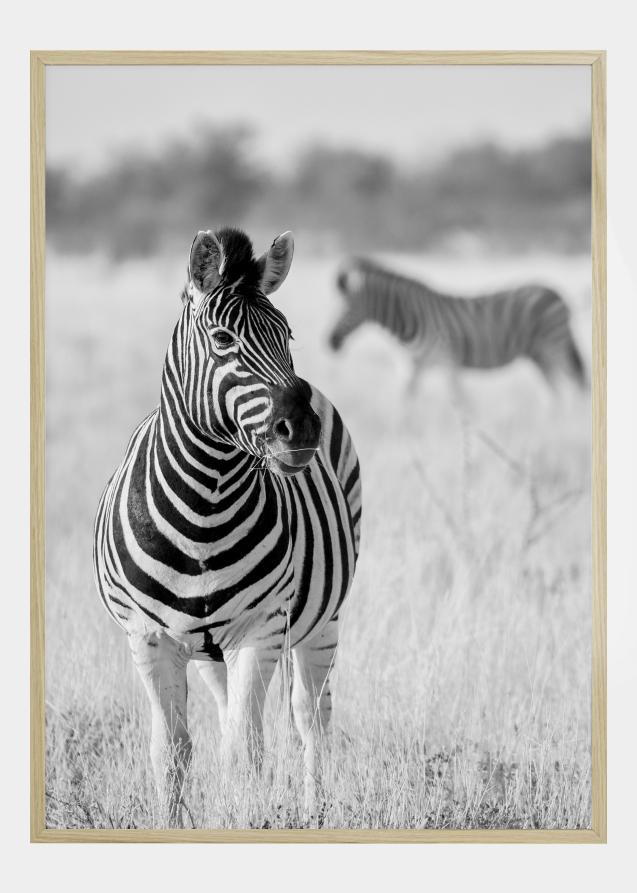 Zebra Bw Plakat