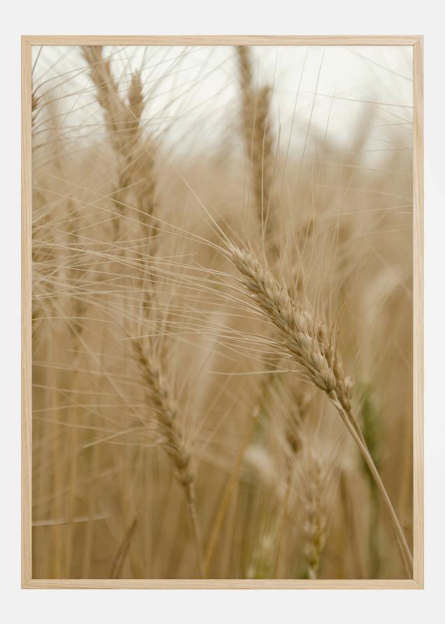 Wheat Field Plakat