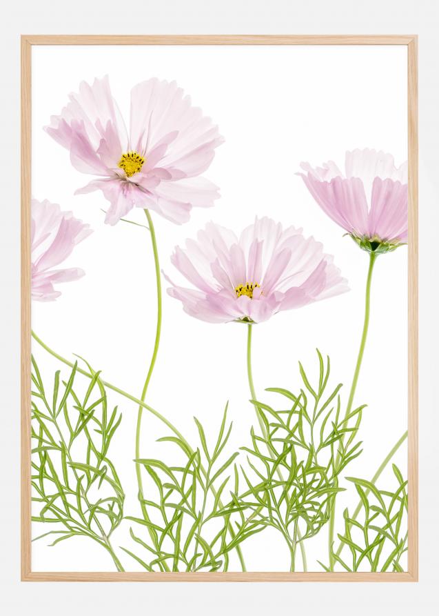 Cosmos Cupcake Plakat