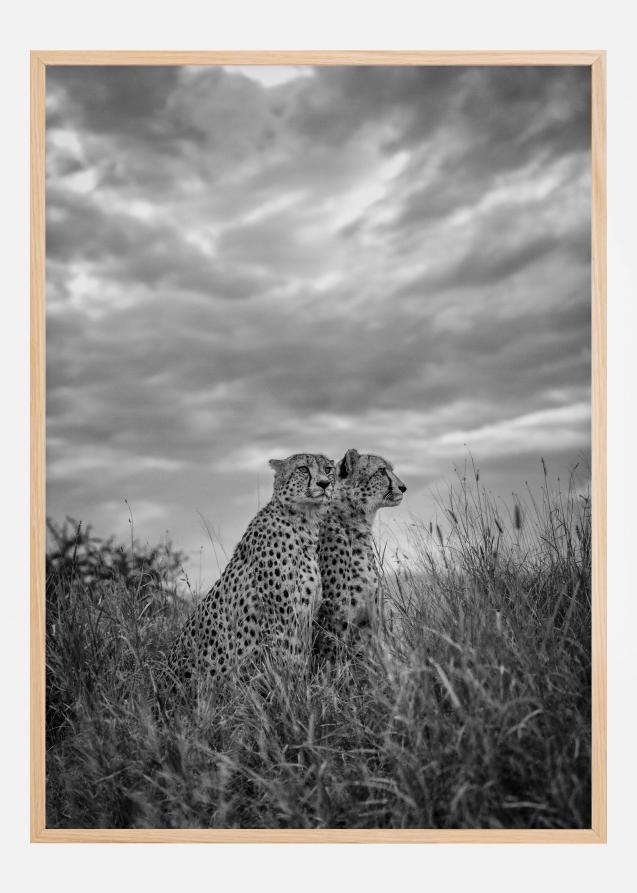 Cheetah Dreams Plakat