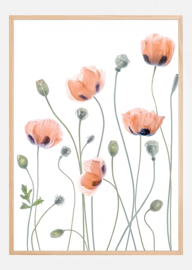 Poppies Plakat