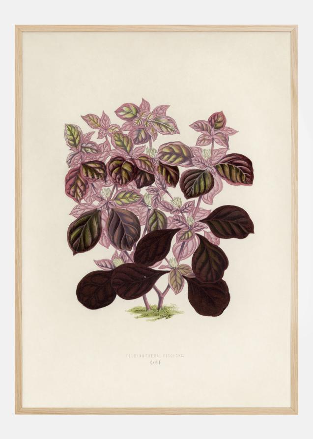 Plectranthus Scutellarioides II Plakat