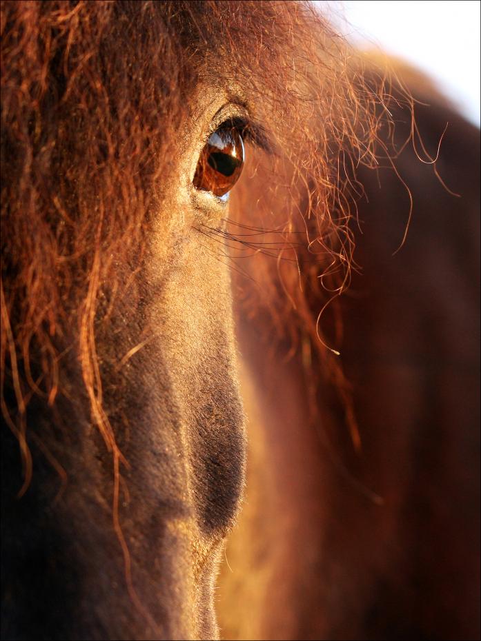 Horse sunset Plakat