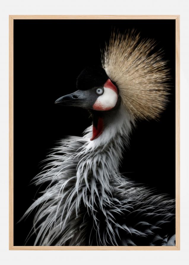 Crowned cranes portrait Plakat