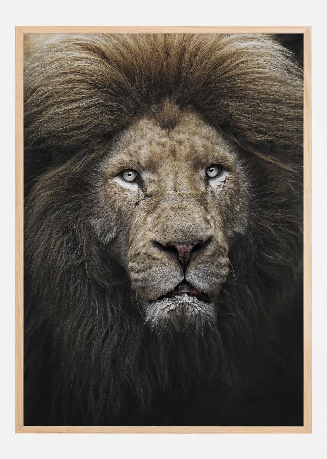 The Lion Stare Plakat